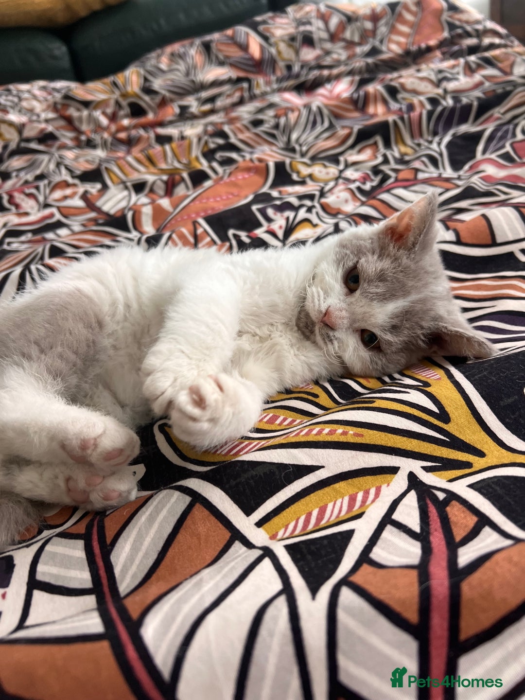 Selkirk Rex cats for sale: Gorgeous Selkirk Rex kittens - Image 33