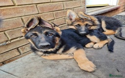 German Shepherd dogs for sale: German Shepherd pups - Image 10