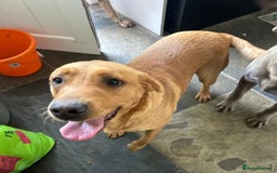 Labrador Retriever dogs for sale: Labrador Retriever - Image 3