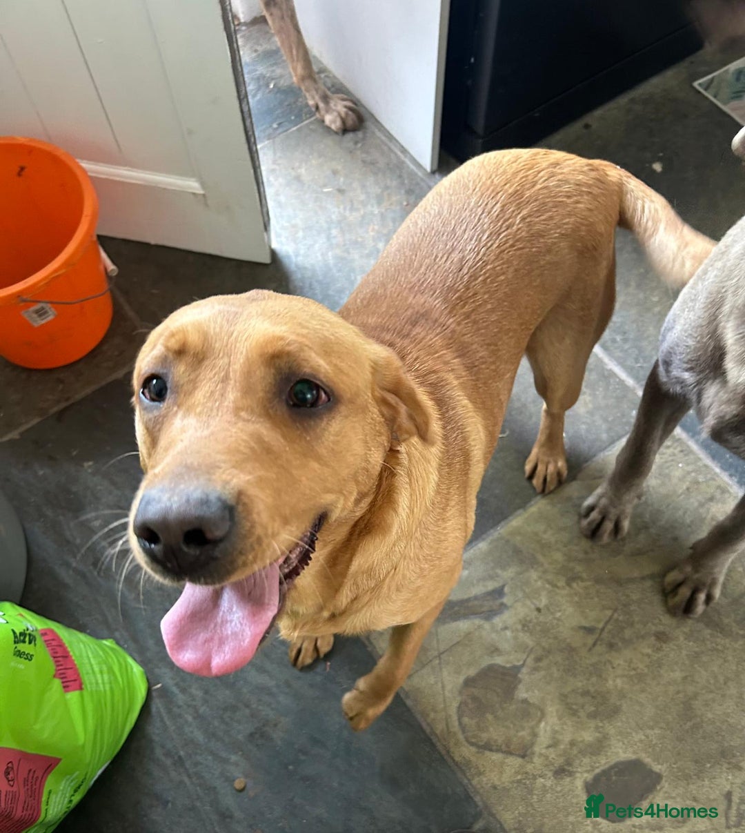 Labrador Retriever dogs for sale: Labrador Retriever - Image 3