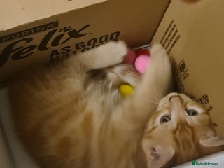 Mixed Breed cats A Beautiful male ginger kitten looking for a home! - Advert 15