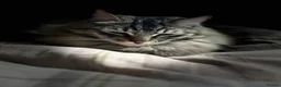 Siberian cats for sale: Siberian cats for rehoming - Advert 5