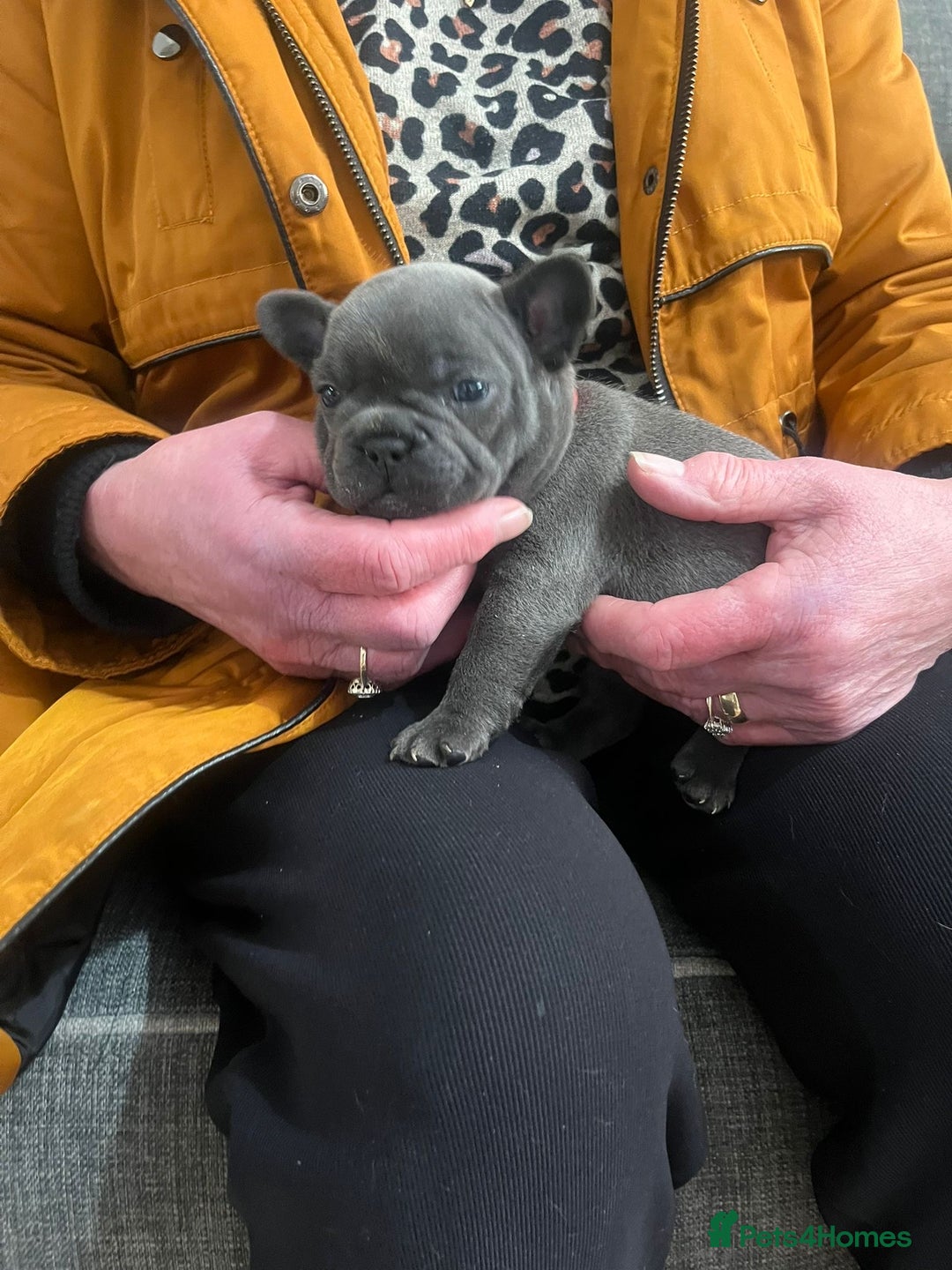 French Bulldog dogs for sale: Top quality French bulldog pups - Advert 3