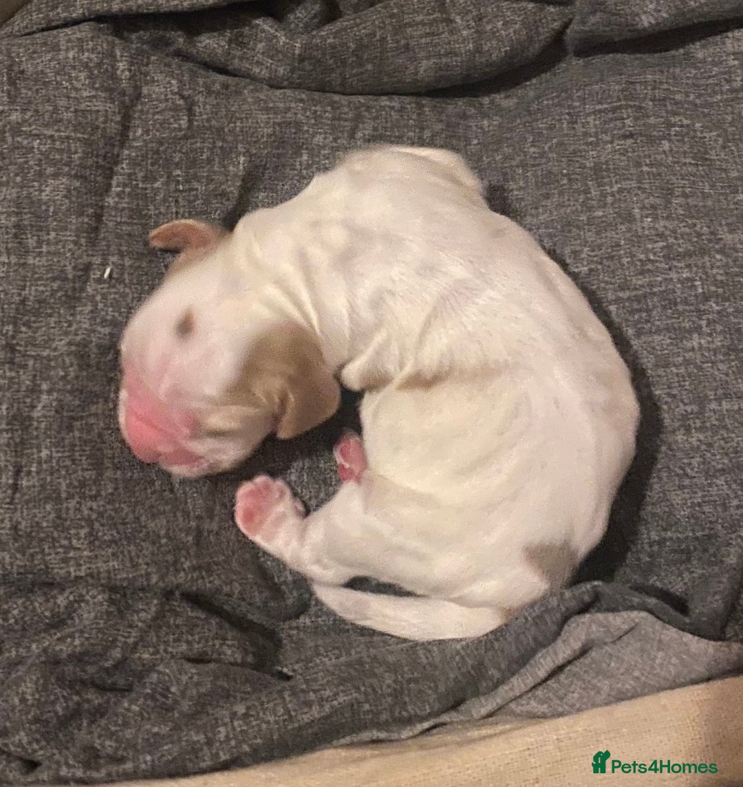 Cocker Spaniel dogs for sale: ‘Show Type’ Cocker Spaniel Puppies. KC Registered. - Advert 16