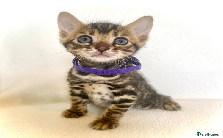 Bengal cats in Blandford Forum - Advert 1