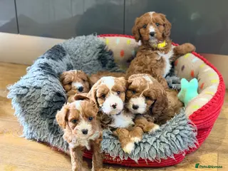 Cavapoo dogs for sale: Extensively health tested F1 Toy Cavapoo Puppies - Advert 1