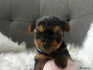 Yorkshire Terrier dogs - Advert 1