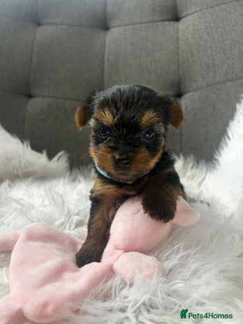 Yorkshire Terrier dogs - Advert 2