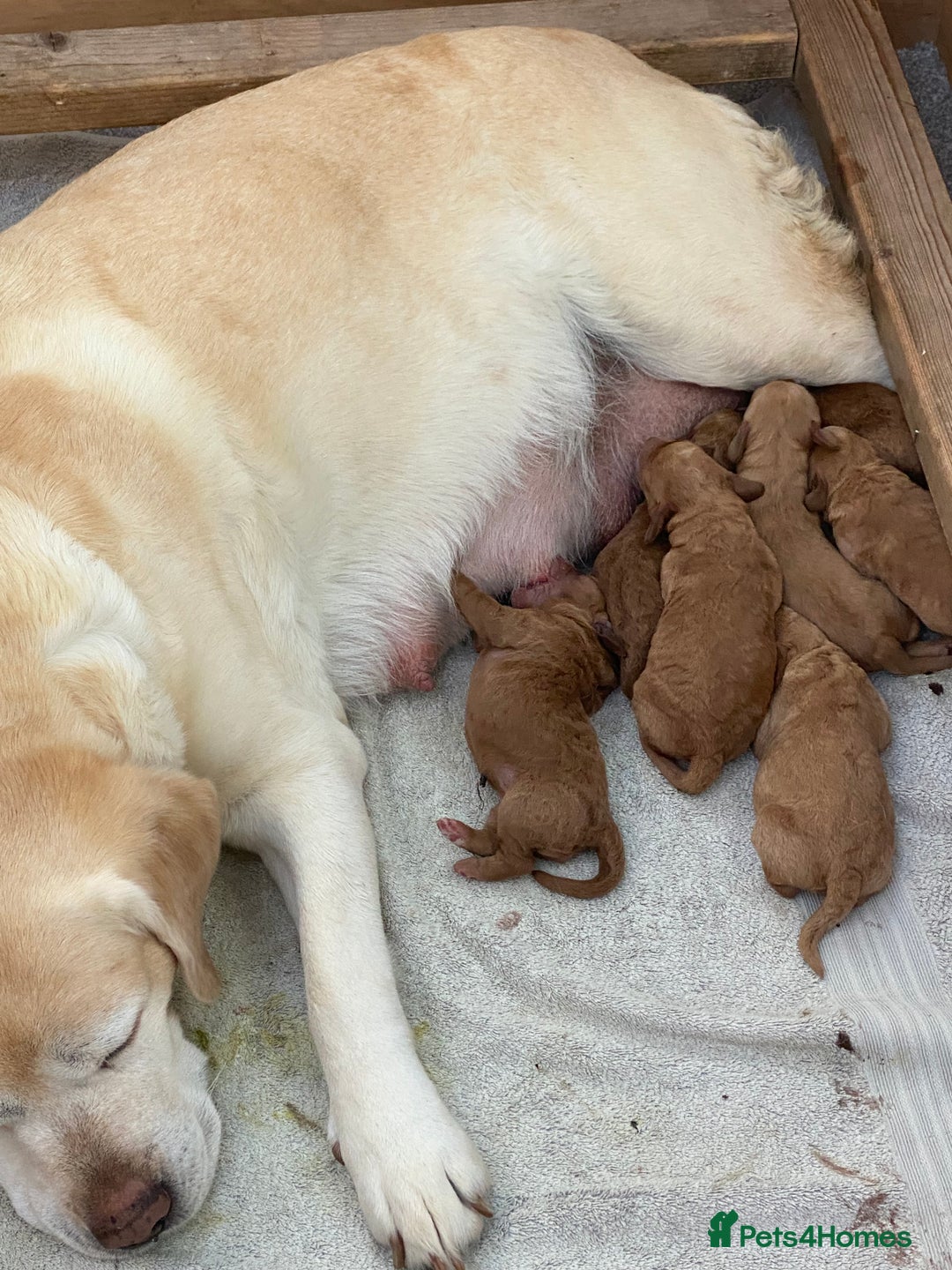 Labradoodle dogs for sale: F1 Red Miniature Labradoodles  - Advert 12