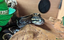 Python Snake reptiles for sale: Beautiful Male Ball Python - Image 2