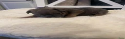 French Bulldog dogs for sale: 🐾💙 BEAUTIFUL FRENCH BULLDOG PUPPIES 💗🐾 - Advert 21