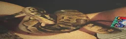 Python Snake reptiles for sale: Male ball python for sale - Advert 2