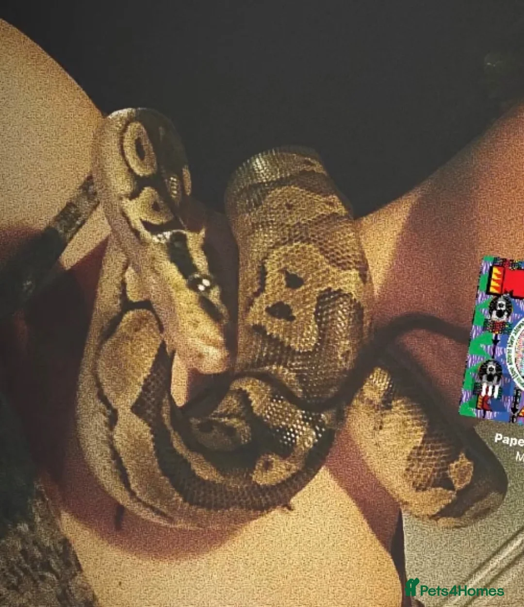 Python Snake reptiles for sale: Male ball python for sale - Advert 2