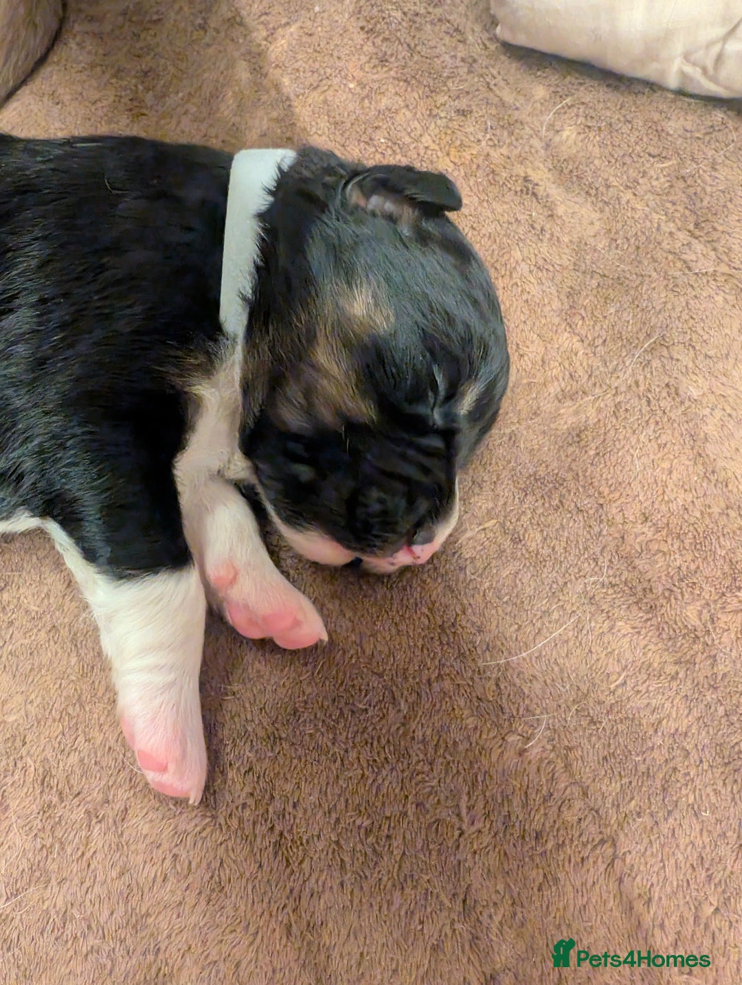 Australian Shepherd dogs for sale: Australian shepherd puppies  - Advert 9