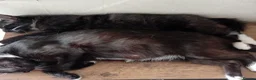 Mixed Breed cats for sale: 2 sweet little kittens ,ready to go now - Advert 19
