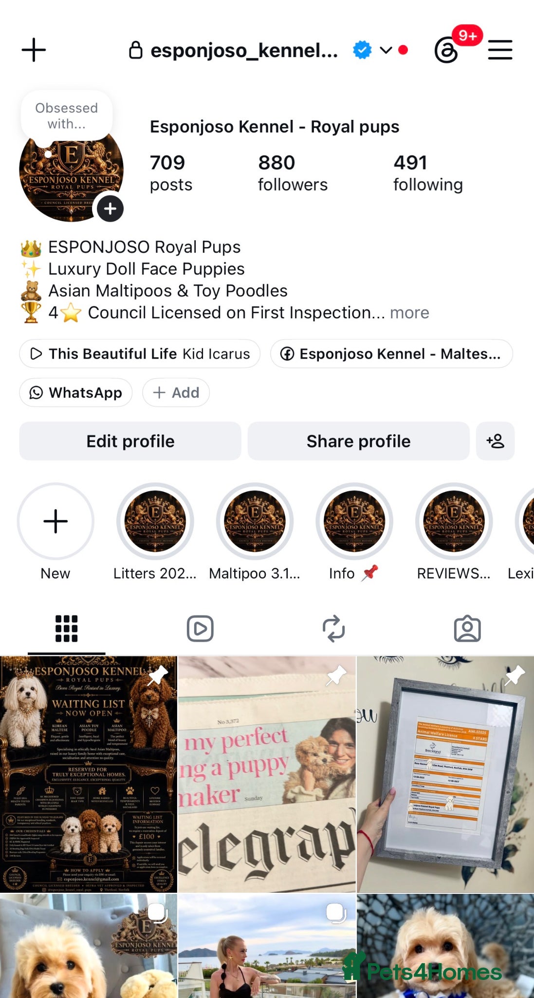 Maltipoo dogs 👑 Last Exquisite Esponjoso Royal maltipoo Boy 👑 - Advert 2