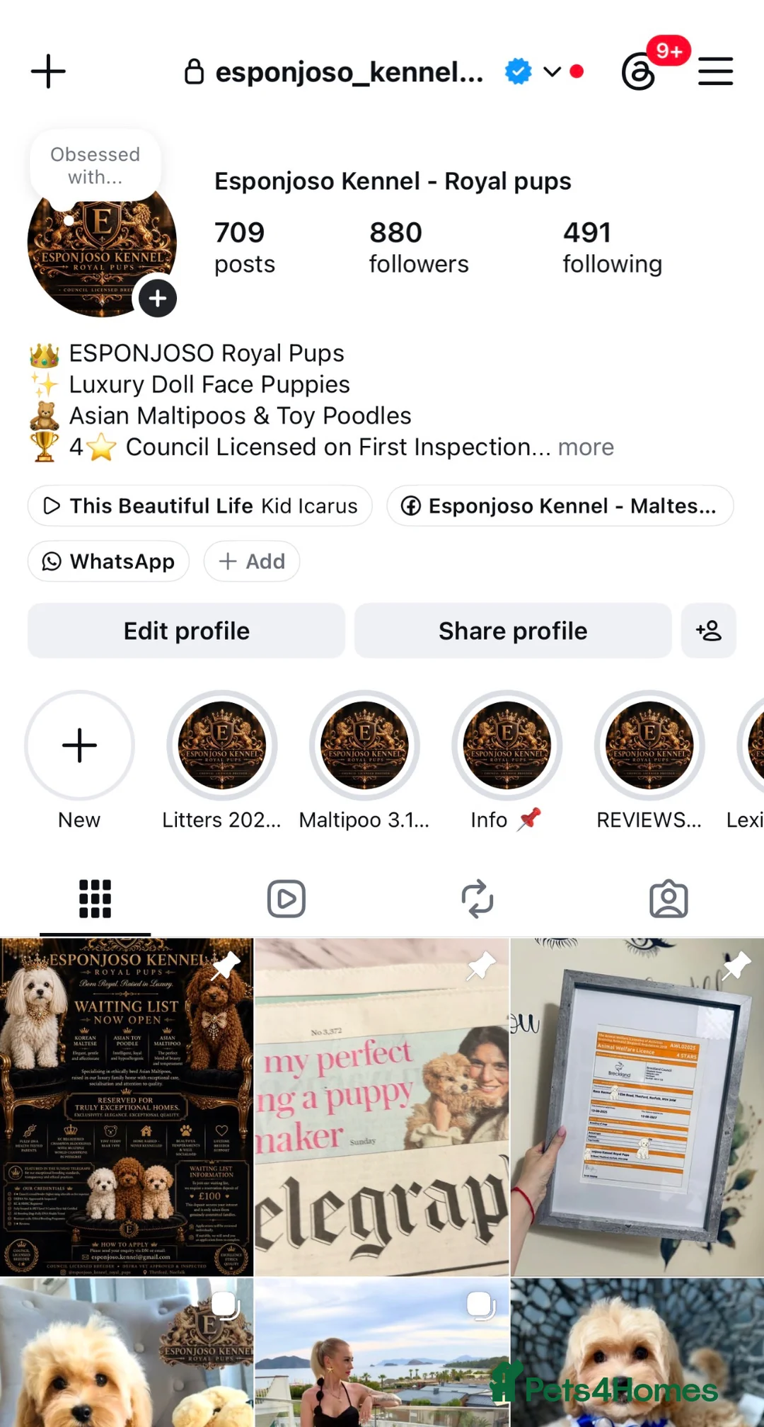 Maltipoo dogs for sale: 👑 Last Exquisite Esponjoso Royal maltipoo Boy 👑 - Advert 2
