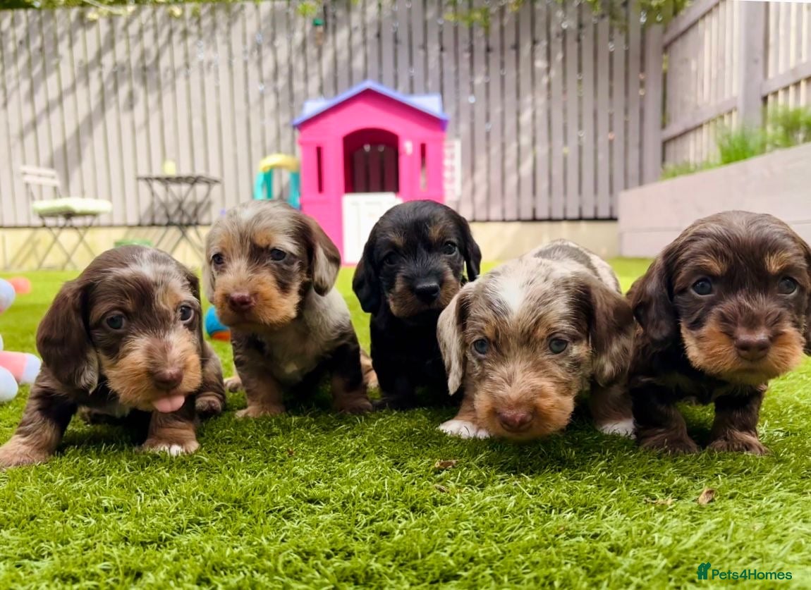 Dachshund dogs Wire-haired Dachshunds 🤎🐾 - Advert 1