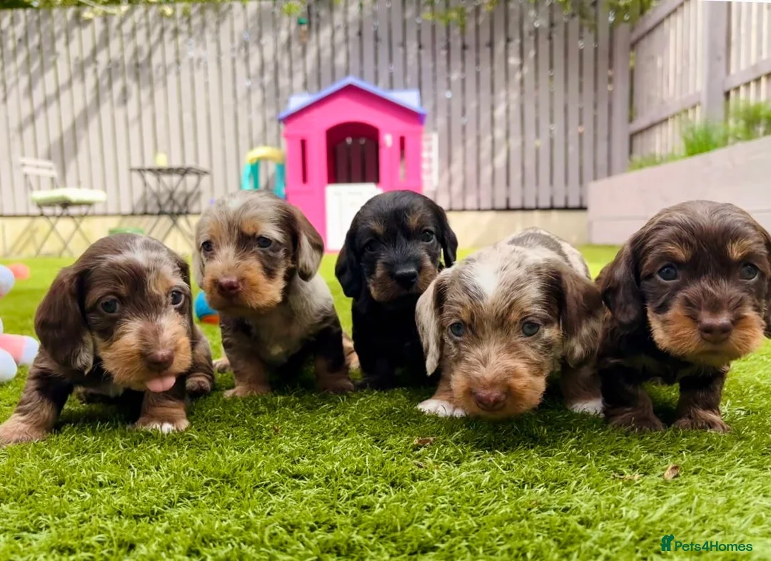 Dachshund dogs for sale: Wire-haired Dachshunds 🤎🐾 - Advert 1