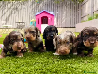 Dachshund dogs Wire-haired Dachshunds 🤎🐾 - Advert 1