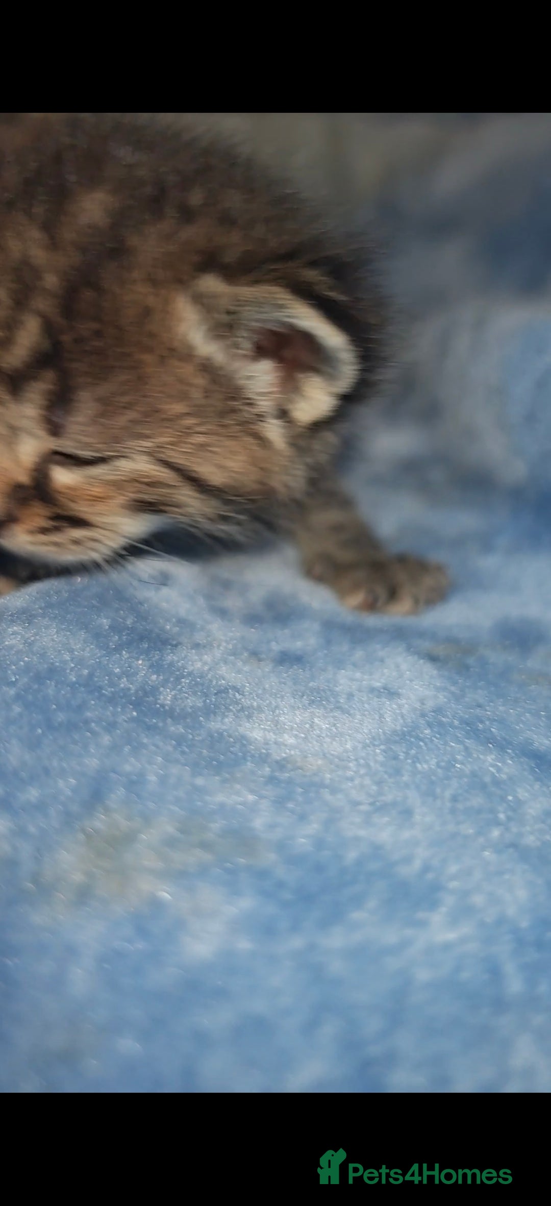 Mixed Breed cats for sale: Beautiful kittens  - Advert 24