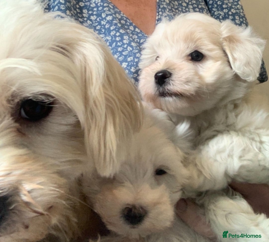 Maltipoo dogs for sale: F1 Maltipoo boy ready now  - Image 3