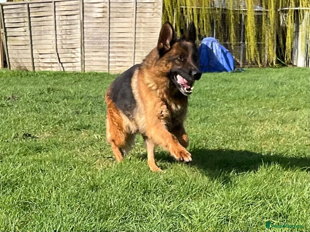 German Shepherd dogs for sale: Retired Bitch Looking For Loving Home - Advert 2