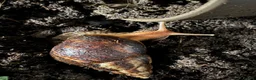 Snails invertebrates for sale: African land snails in Malton - Advert 3