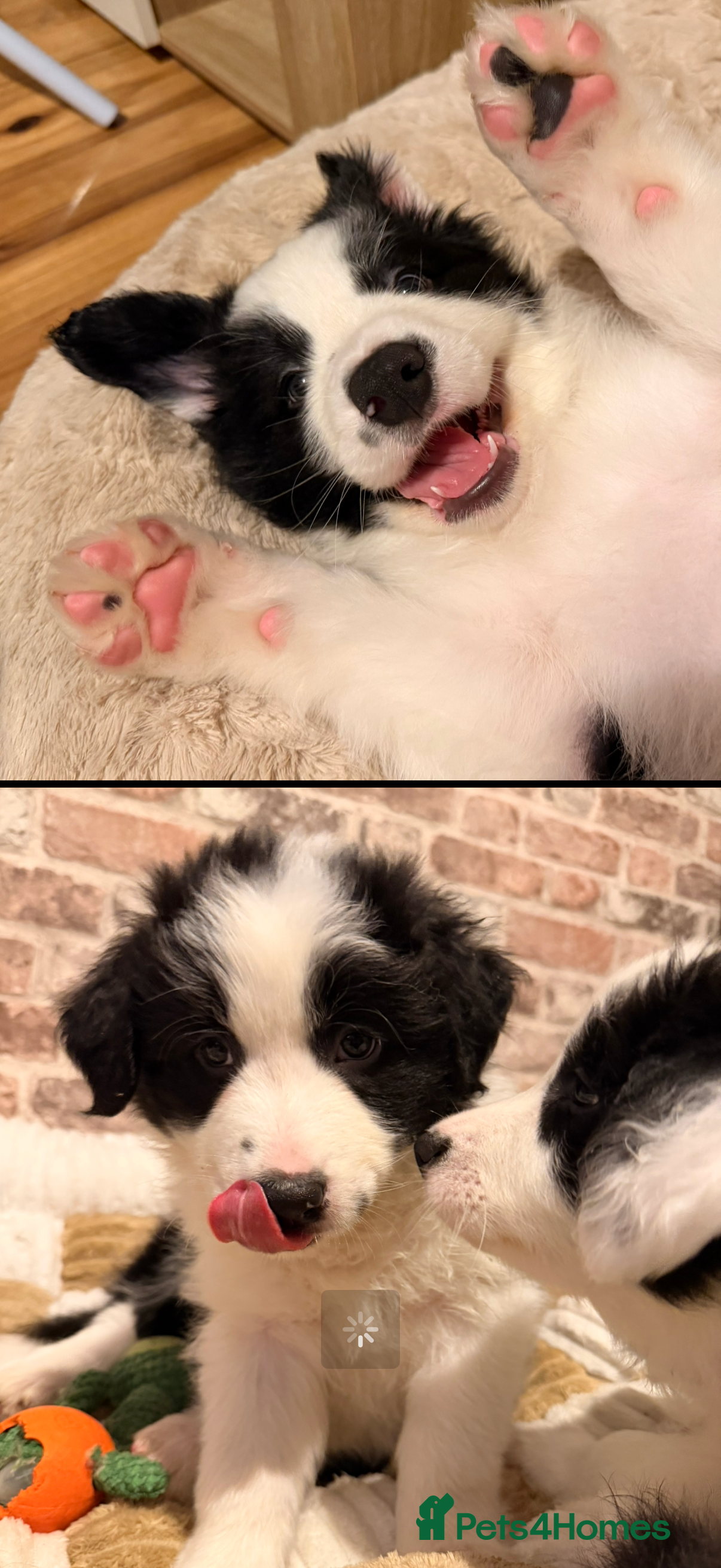 Border Collie dogs International champion show line, only 2 left - Advert 15