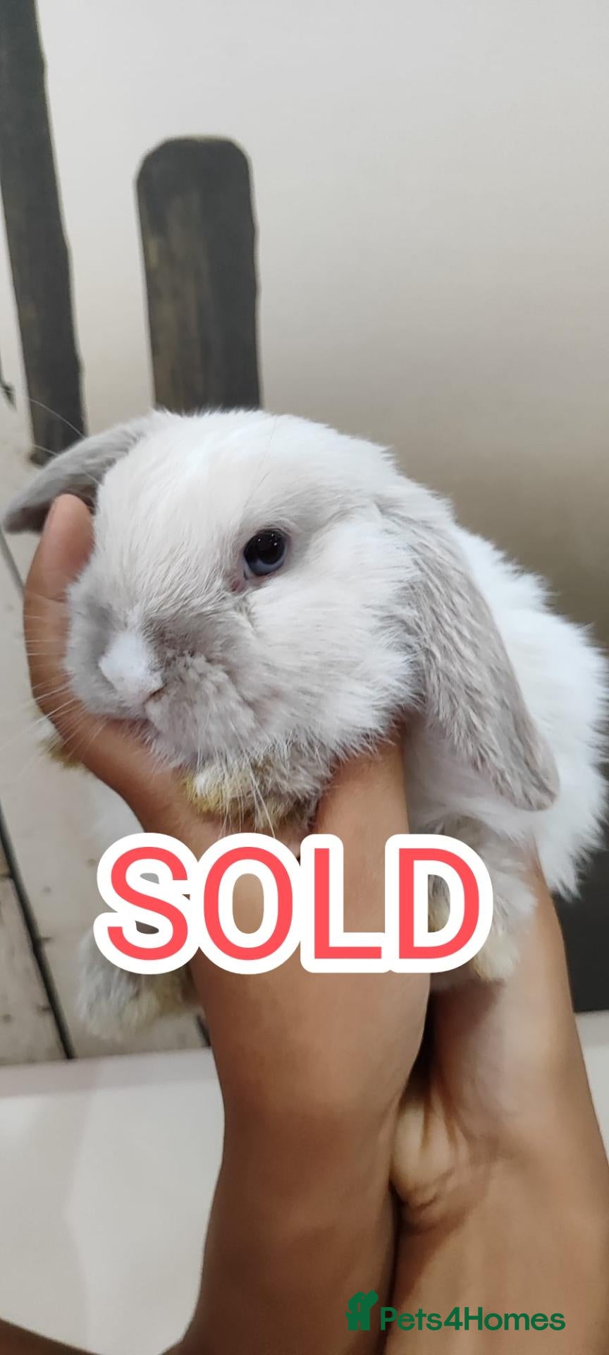 Mini Lop rabbits All rabbits sold - Advert 2