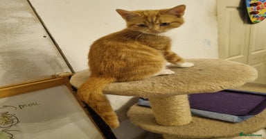 RagaMuffin cats - Advert 13