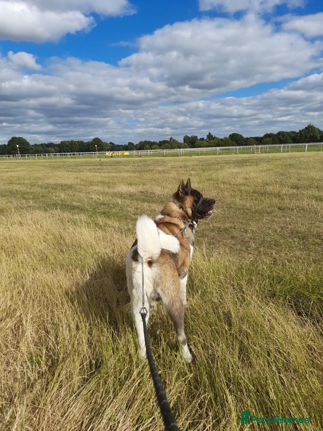 Akita dogs for stud: Purebred American Akita standing at Stud - Image 3