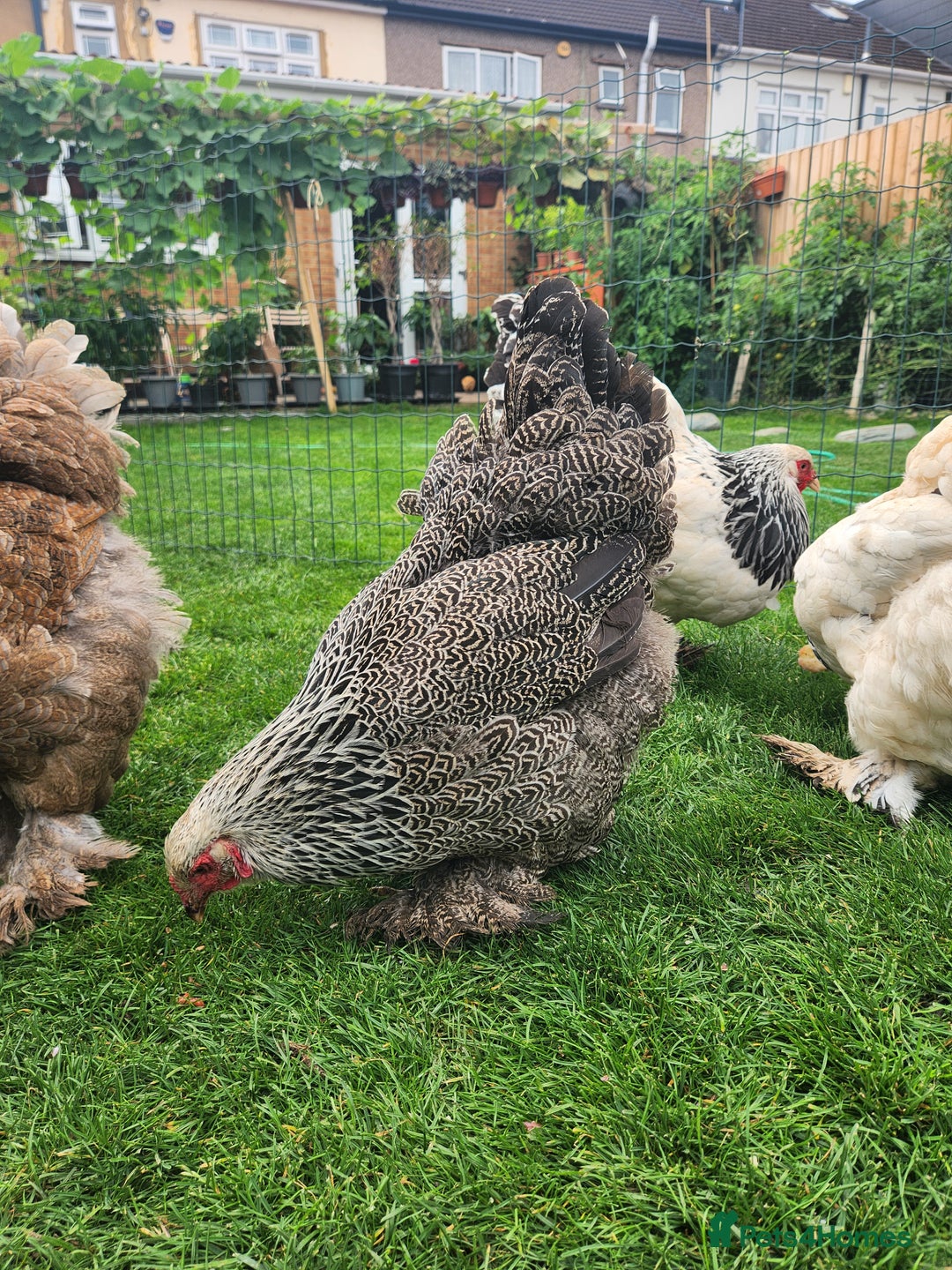 Chickens poultry for sale: Hatching eggs - Image 18