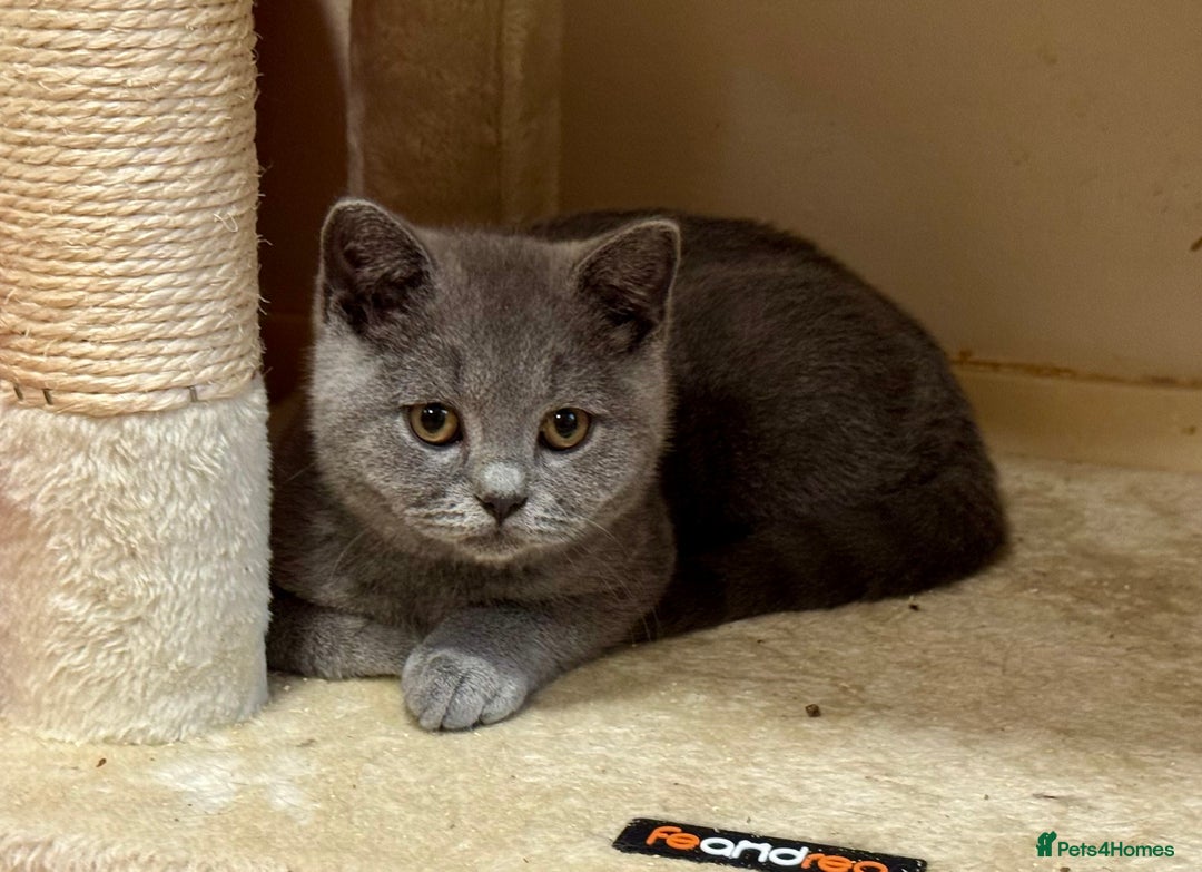 British Shorthair cats for sale: Chunky British Shorthair Kittens GCCF registered.  - Image 1