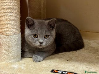 British Shorthair cats - Advert 17