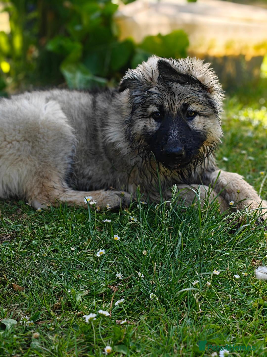 German Shepherd dogs for sale: Beautiful long coated  in Coalville - Image 1