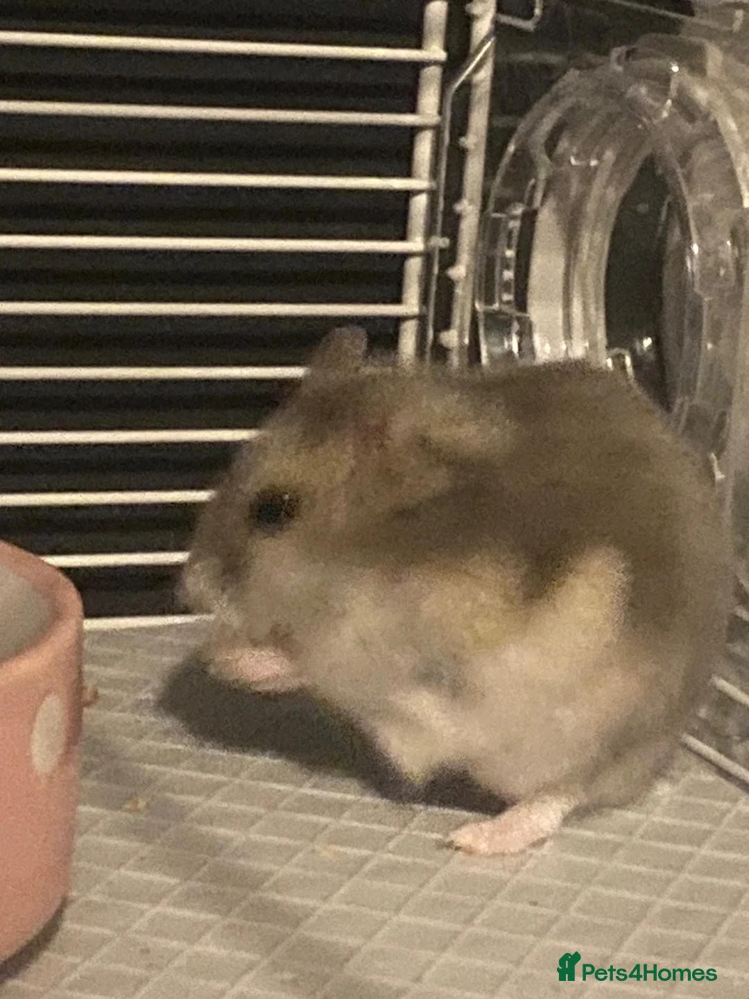 Hamster rodents for sale: Dwarf hamster  - Advert 1