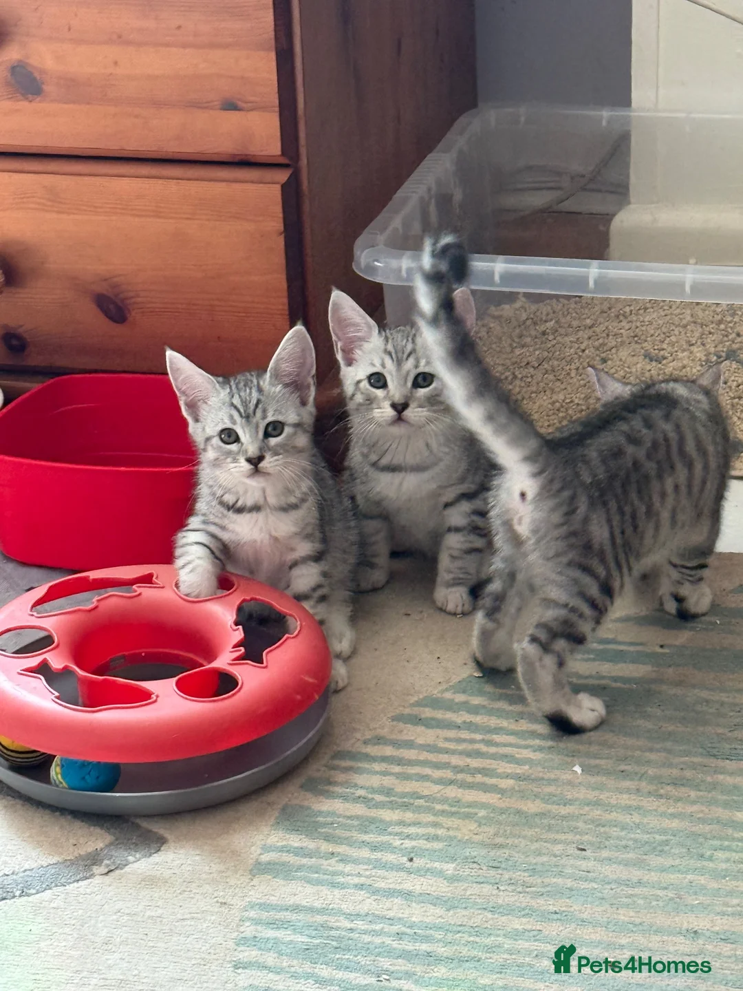 Maine Coon cats for sale: Maine Coon Cross British short hair  - Advert 2