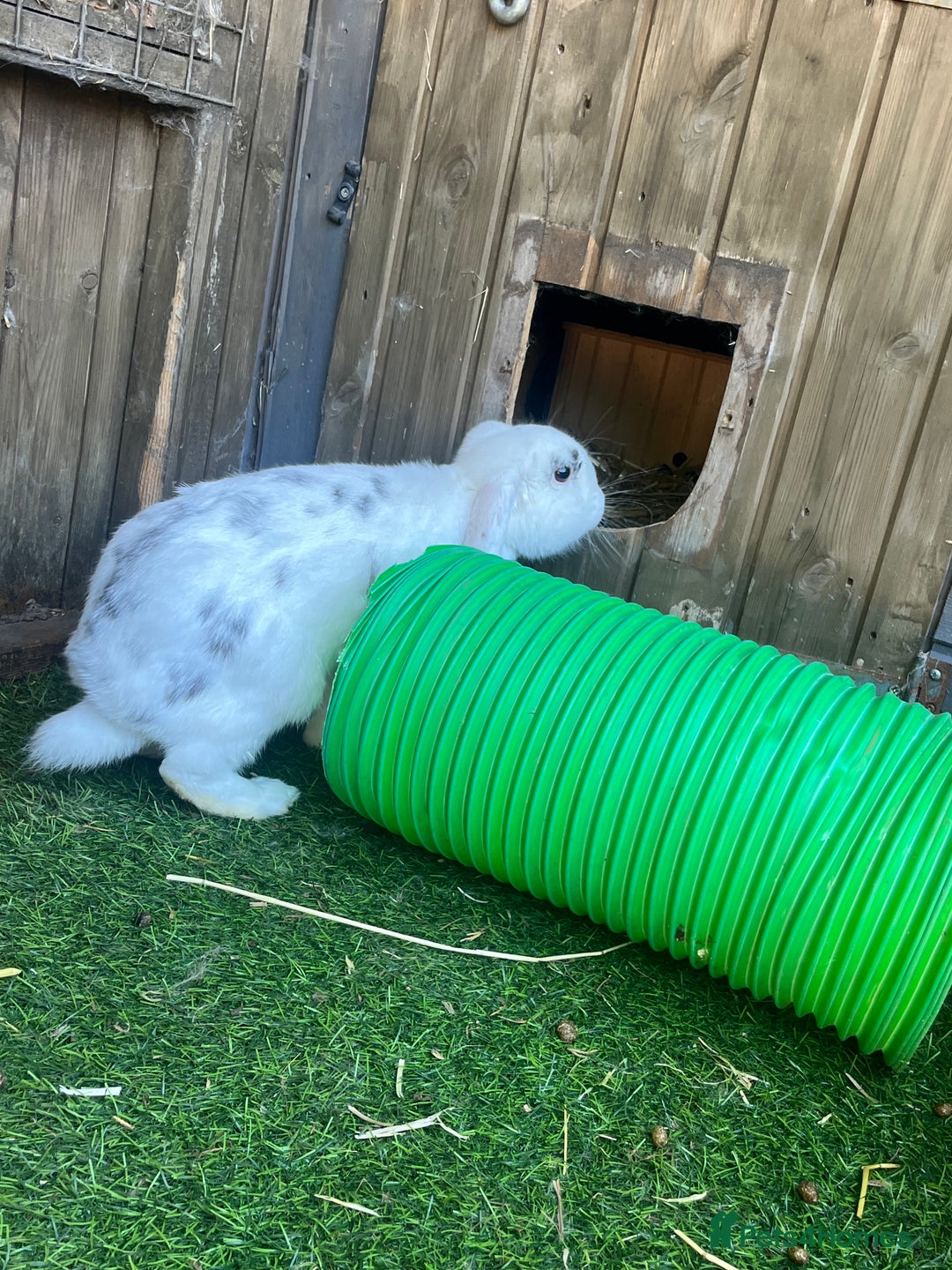 Mini Lop rabbits for sale: Male Rabbit  in Boston - Image 5