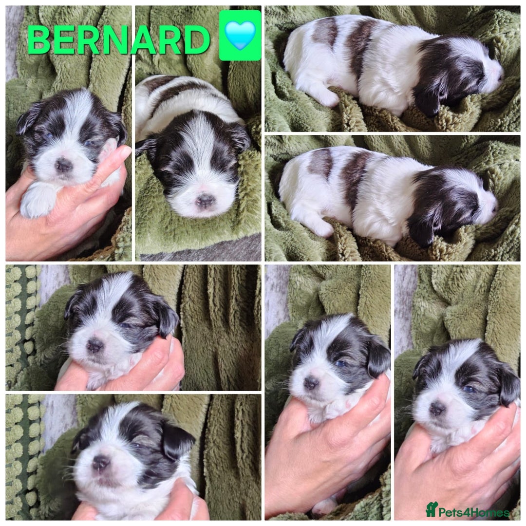 Lhasa Apso dogs for sale: Beautiful Lhasa apso pups - Image 2