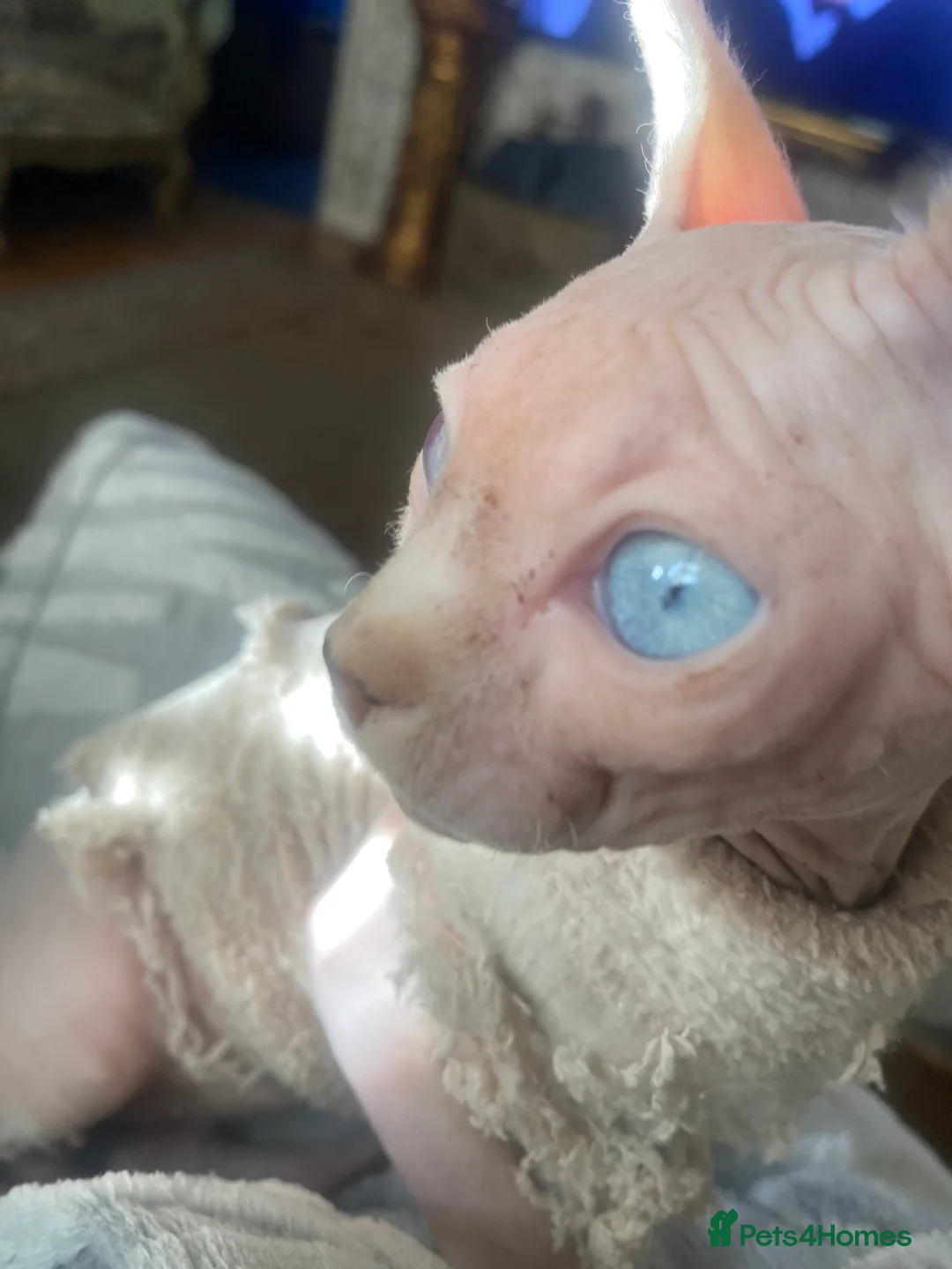 Sphynx cats for sale: 💖 3 Beautiful Sphynx Kittens – 1 Boy & 2 Girls 💖 - Advert 7