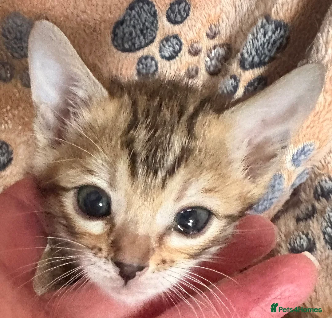 Bengal cats for sale: Stunning Tica reg Bengal kittens  - Advert 9