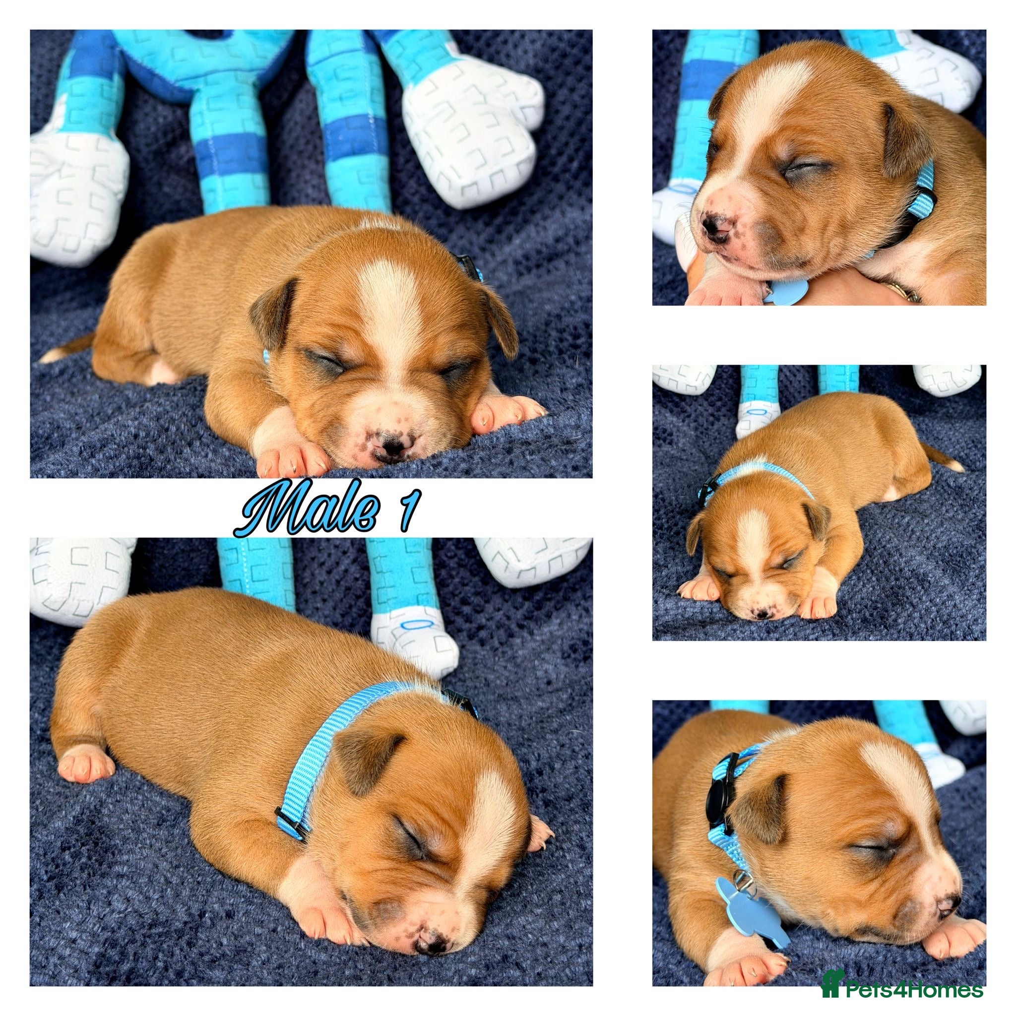 Staffordshire Bull Terrier dogs Staffordshire Bull Terrier Puppies 🐶❤️🐾 🏡  🐶 - Advert 2