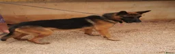 German Shepherd dogs for adoption: Meet tarzan 🥰 isn't he lovely 🐶🐾 - Advert 4