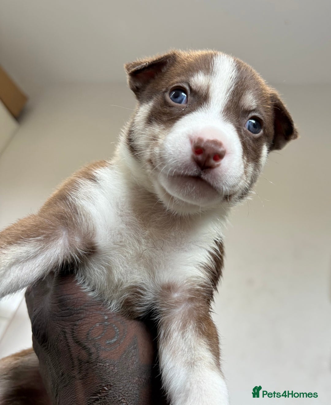 Mixed Breed dogs for sale: Blue nose staff x Siberian husky pups GOING FAST - Image 5
