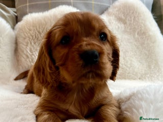 Cockalier dogs Stunning little Cockaliers - Advert 4