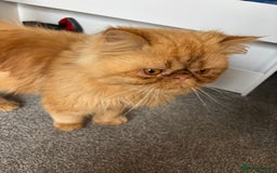Persian cats for sale: 2 Male Ginger Persian Cats - Image 2