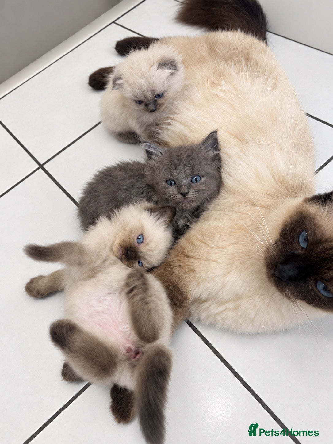 Ragdoll cats Ragdoll x Scottish fold  - Advert 9