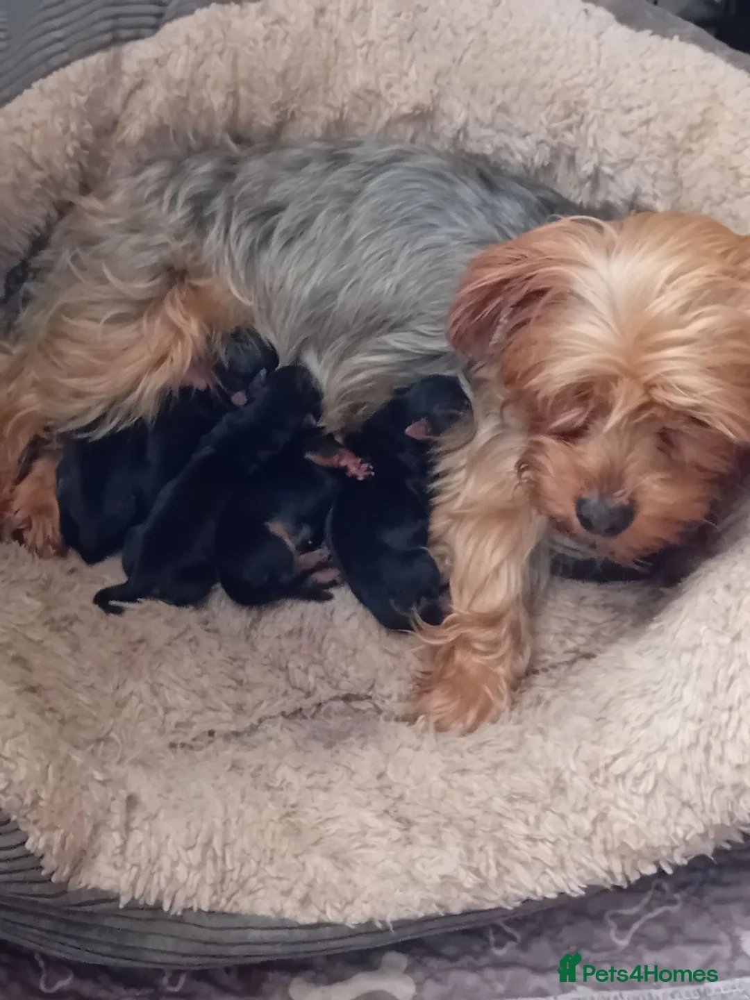 Yorkshire Terrier dogs for sale: YORKSHIRE TERRIER BOY PUPPIES READY NOW in Southampton - Advert 2
