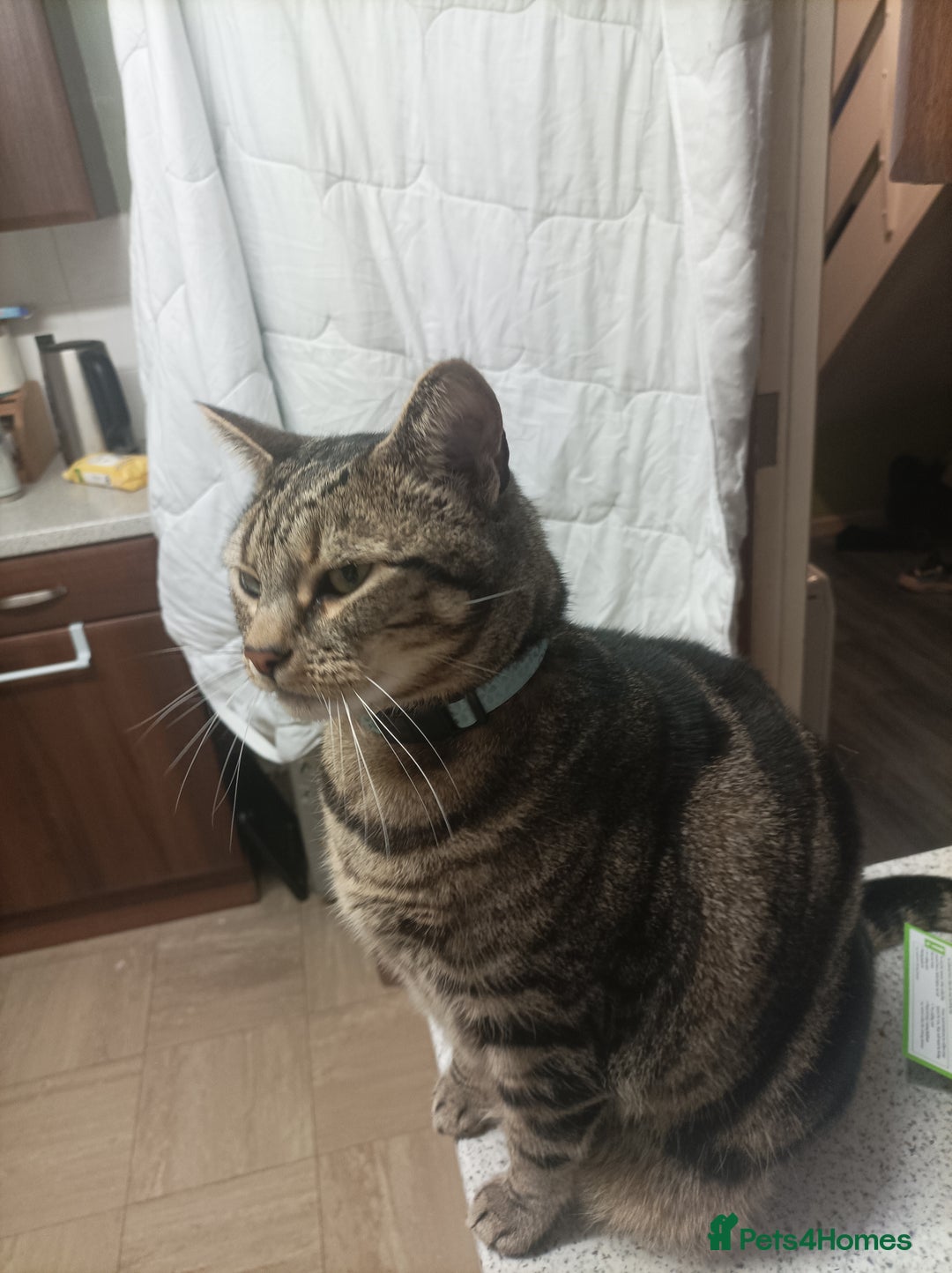 Bengal cats for sale: Freddie looking love home - Advert 4